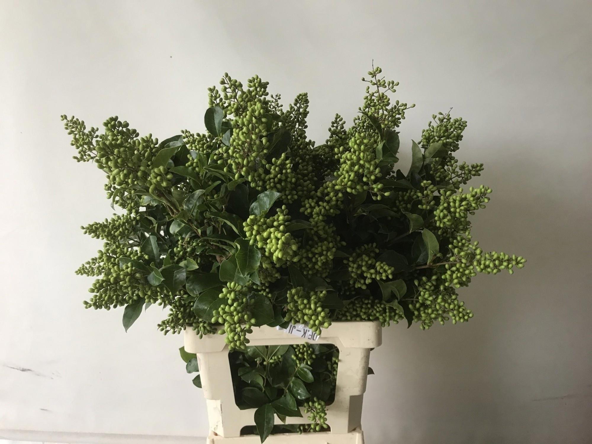 10x Ligustrum winter jewel 80cm