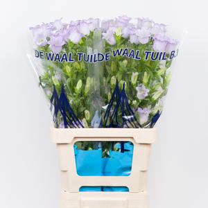 10x Camp.med.champ.lavendel 70cm