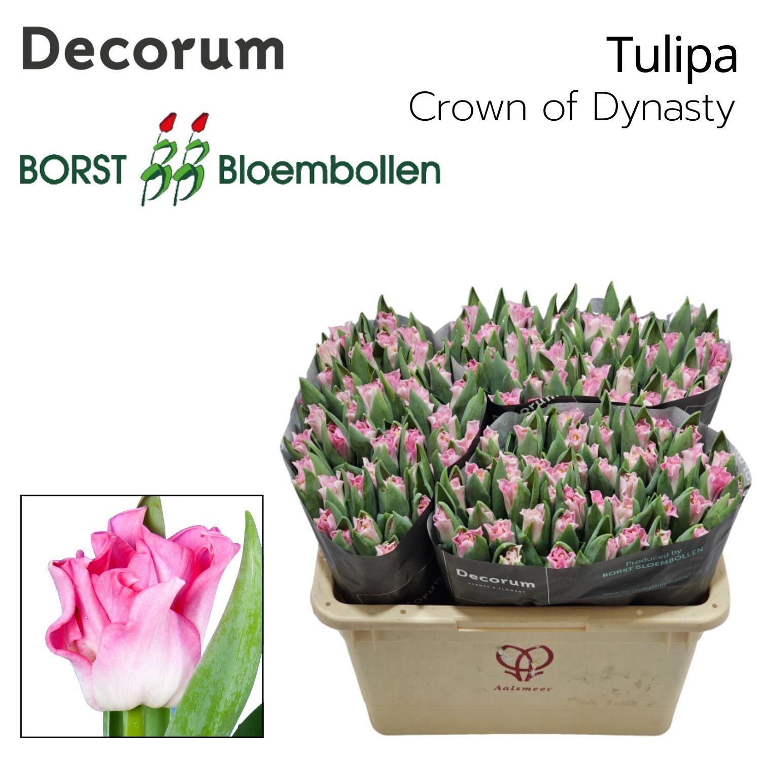 50x Tulipa crown dynasty co 40cm