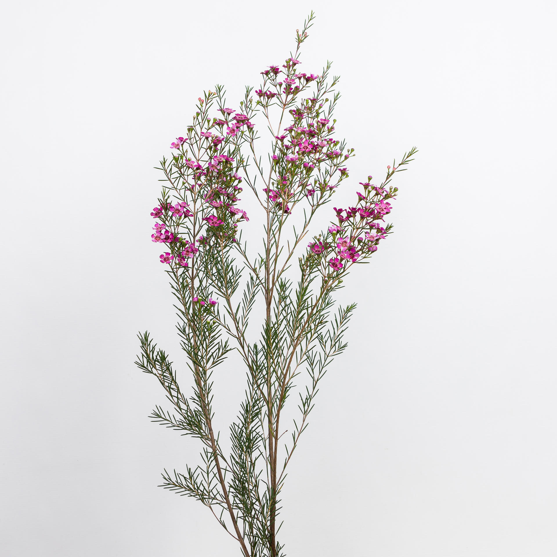 25x Cham.rotem 60cm