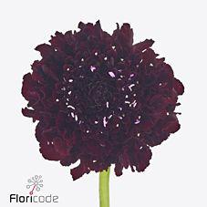 25x Scabiosa cherry marachino bon bon scoop 60cm
