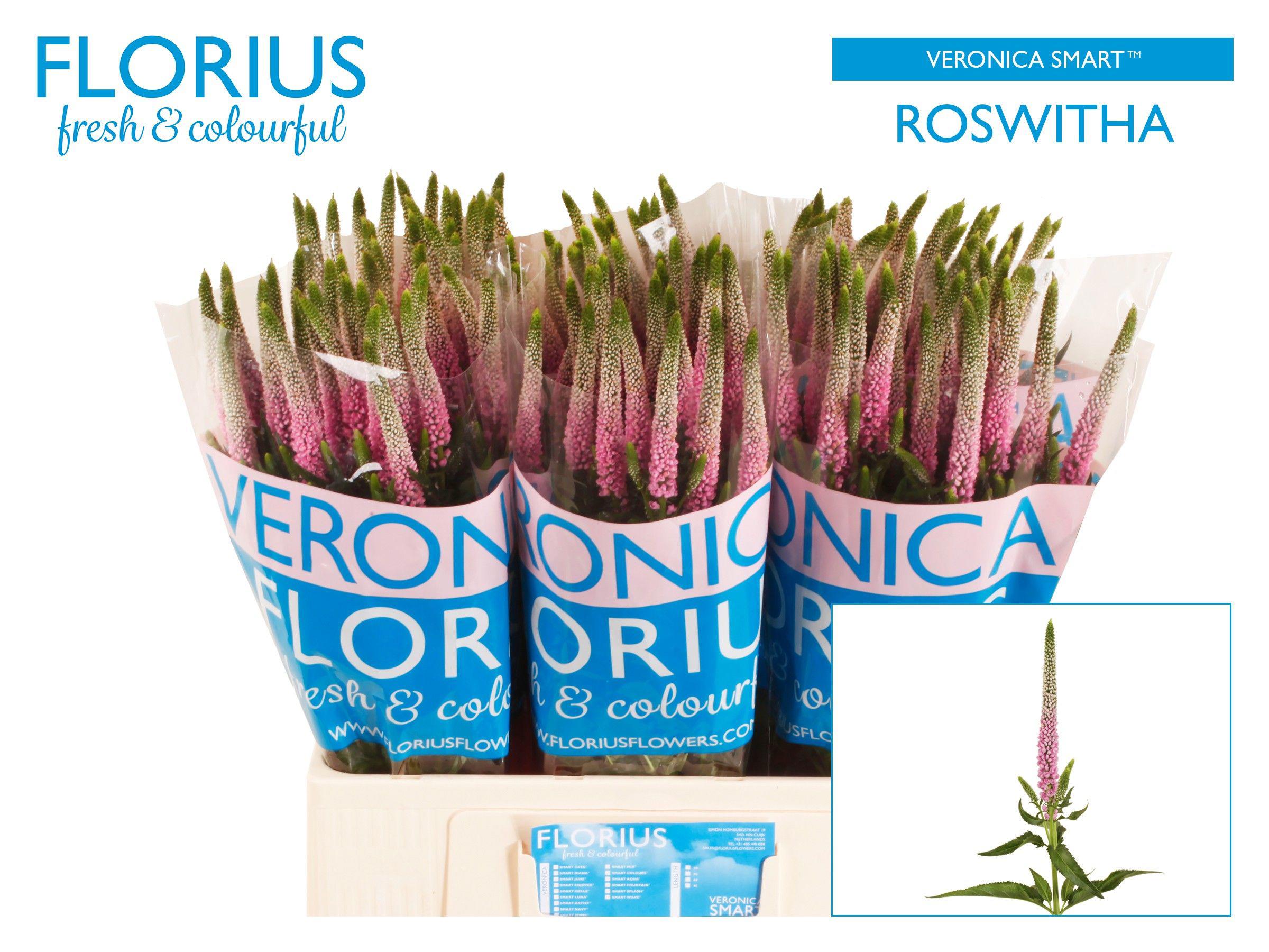 25x Veron.clea roswitha 60cm
