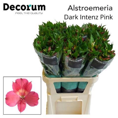 10x Alstroemeria intenz dark pink 70cm