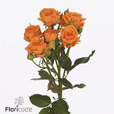 10x Rosa orange queen 40cm
