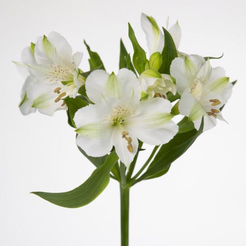 10x Alstroemeria mistral 70cm
