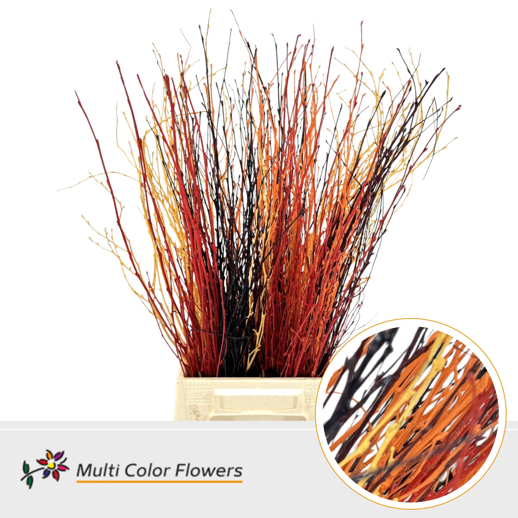 10x Tk betula herfst mix 70cm