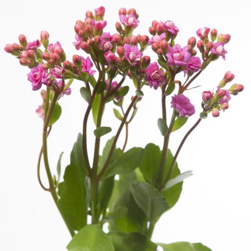 10x Kalanchoe taffy pink meadow 30cm