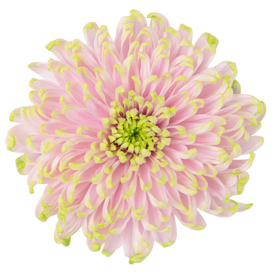 10x Chrysant rossano charlotte g 70cm