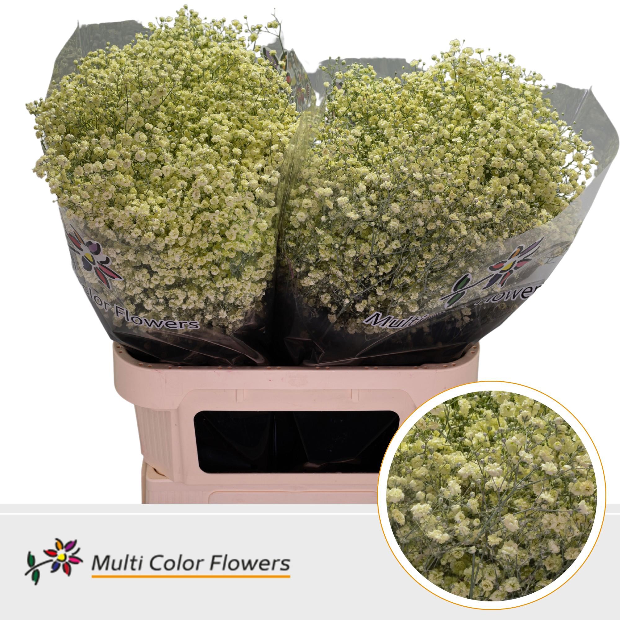 25x Gipskruid xlence creme 80cm