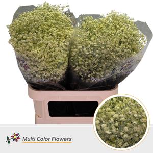 25x Gipskruid xlence creme 80cm