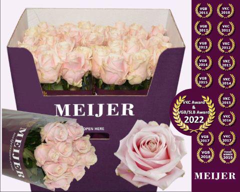 10x Rosa sweet avalanche+ 80cm