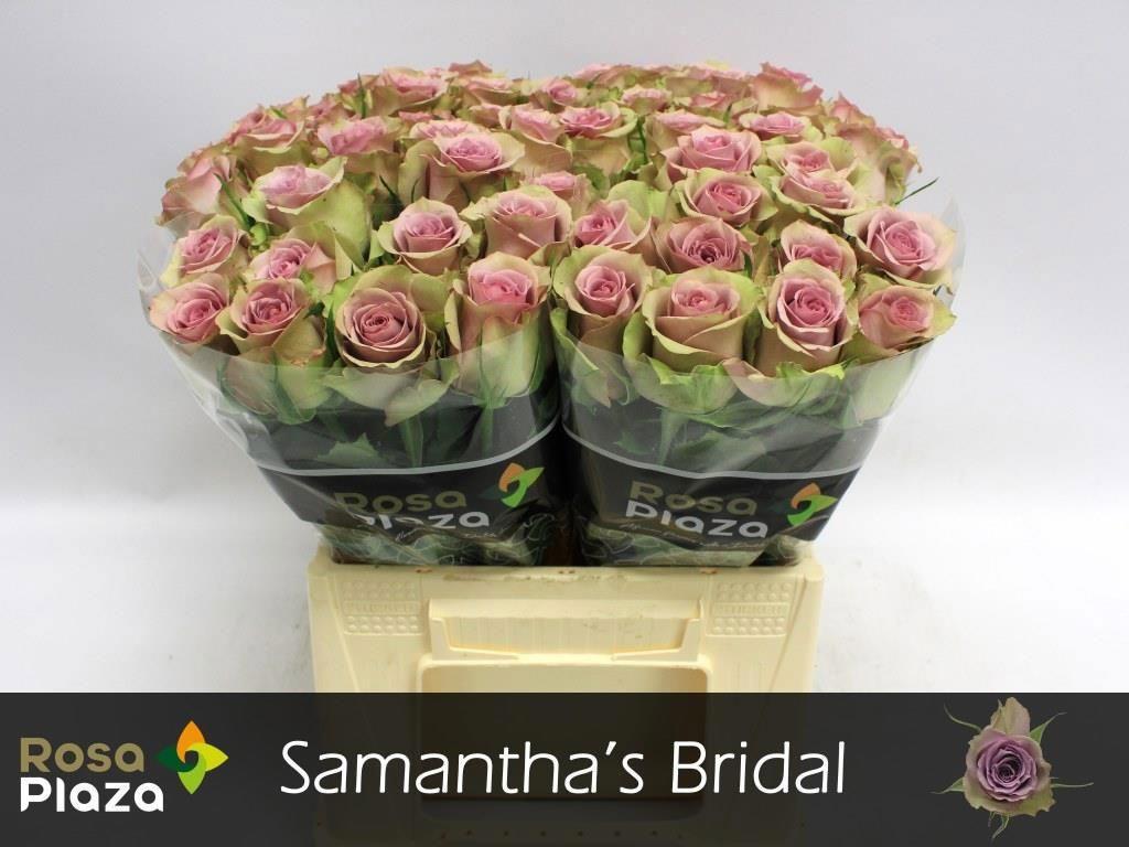 20x Rosa samantha bridal 40cm