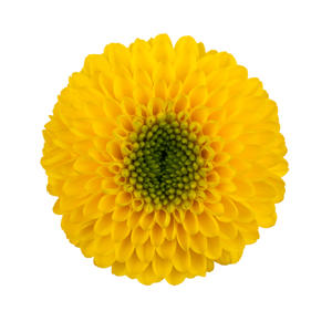 10x Chrysant brasiliana 70cm