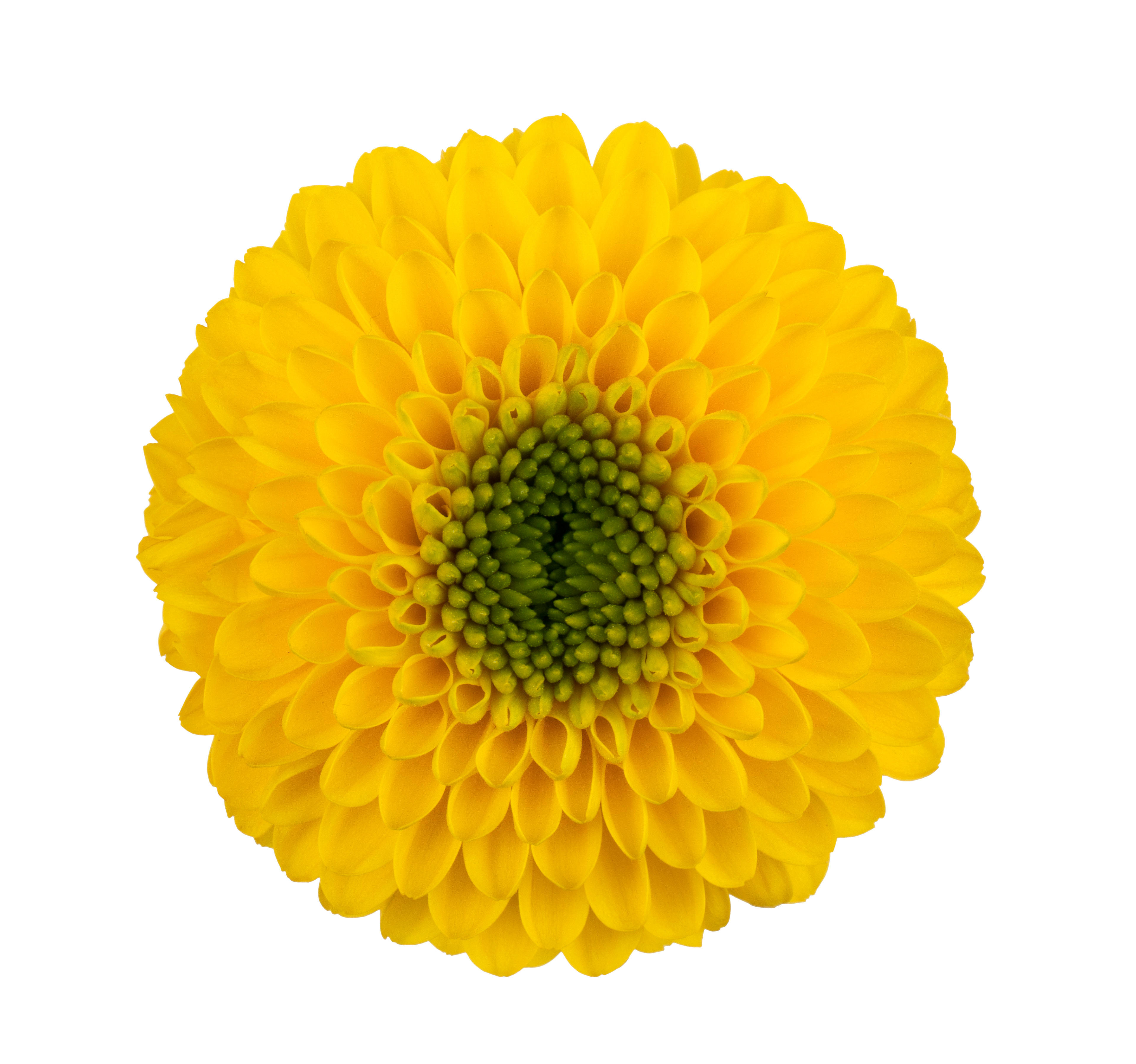 10x Chrysant brasiliana 70cm