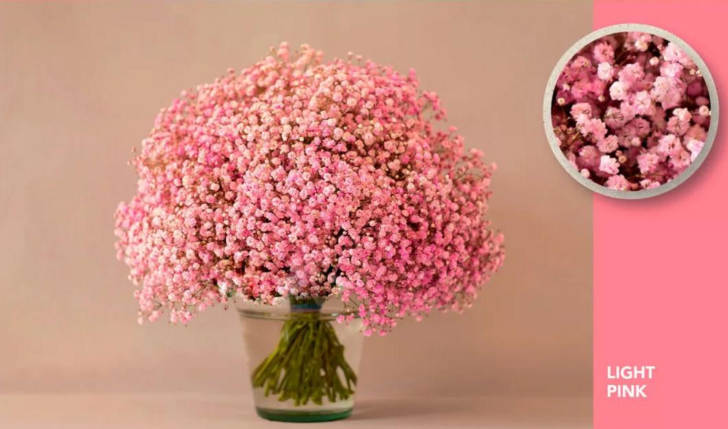 25x Gipskruid xlence roze 70cm