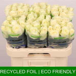 20x Rosa snowstorm+ 60cm
