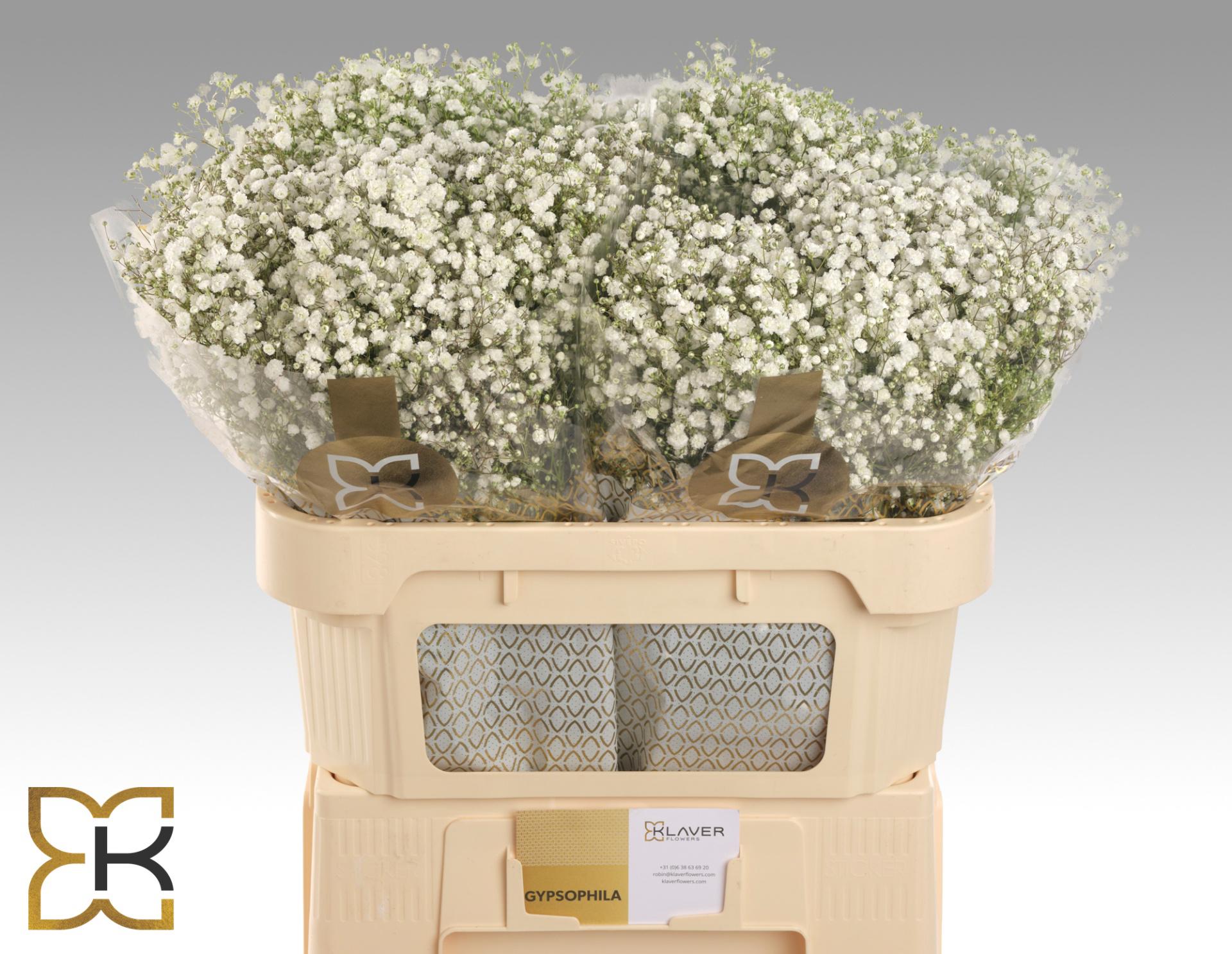 25x Gipskruid xlence 70cm