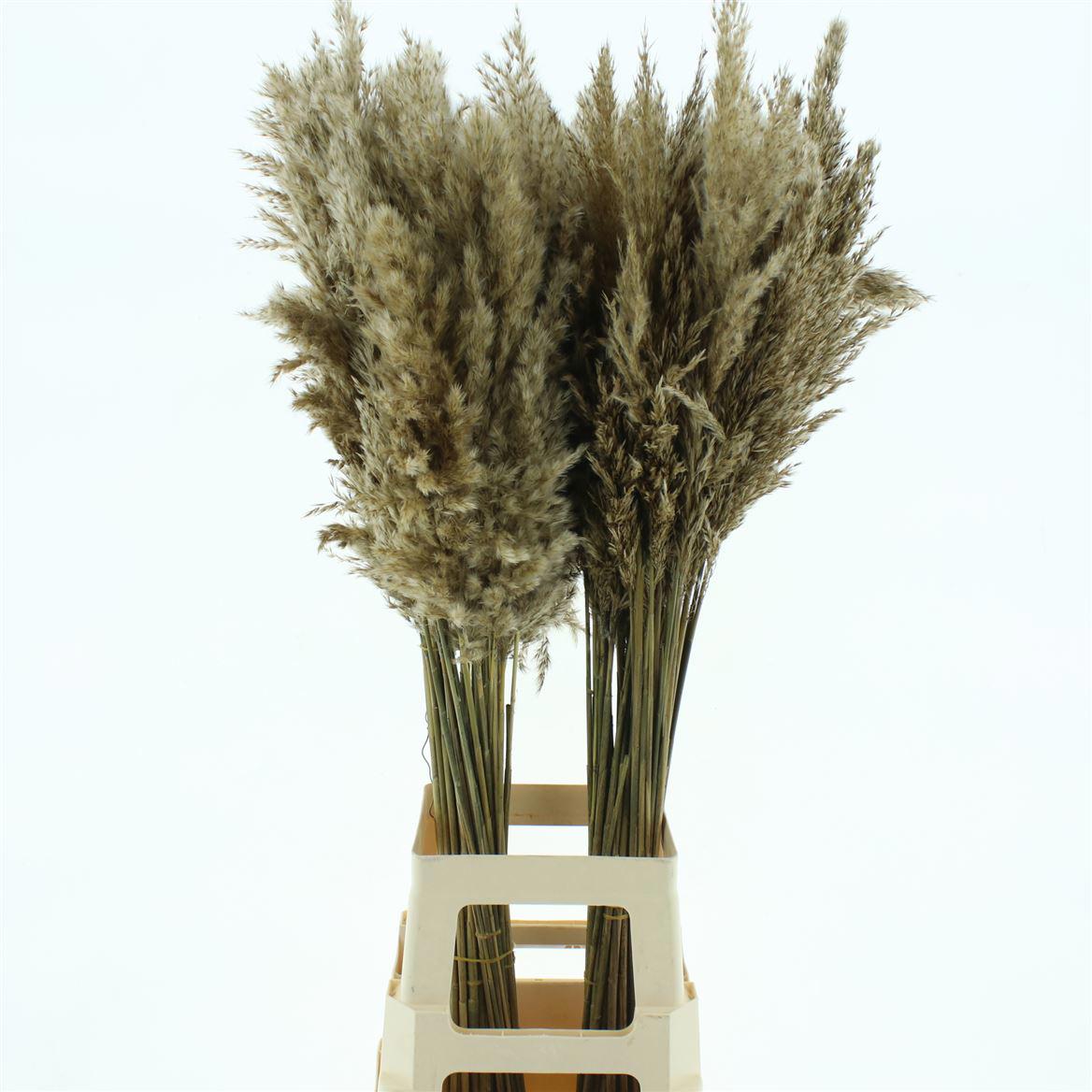 50x Gs cortaderia evita 80cm