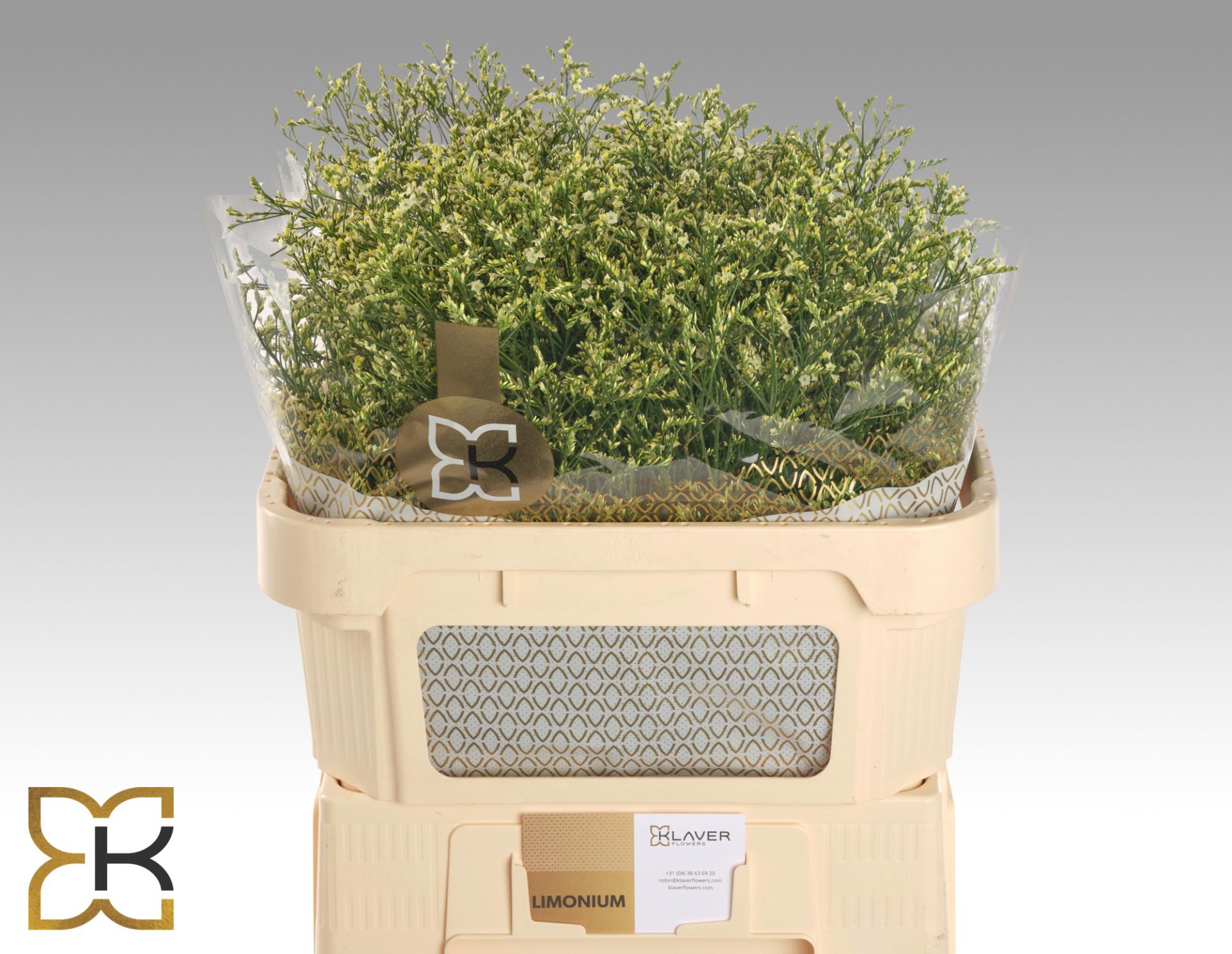 25x Lim.china lemon 70cm
