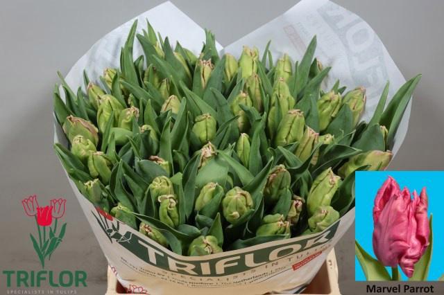 50x Tulipa marvel parrot pa 40cm