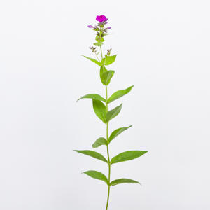 10x Phlox crissy 60cm