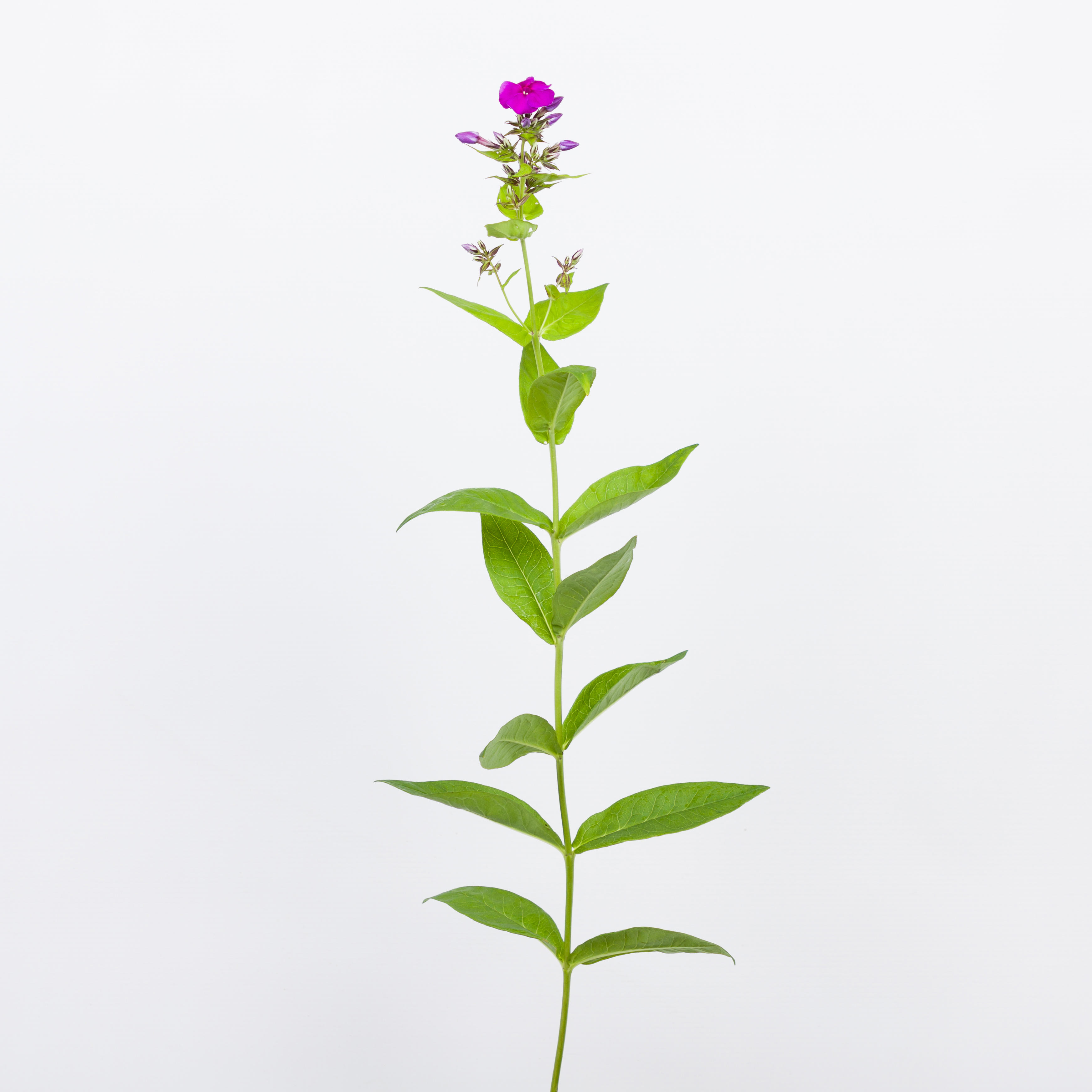 10x Phlox crissy 60cm