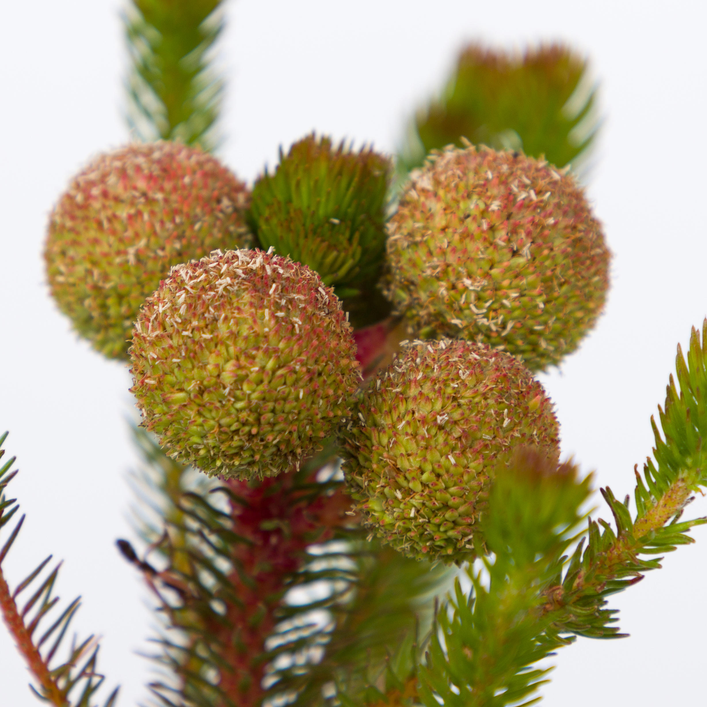 10x Pg berzelia galpinii baubles 40cm