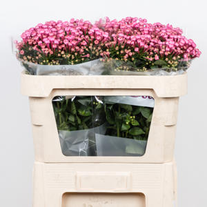 10x Bouv.royal roza 40cm