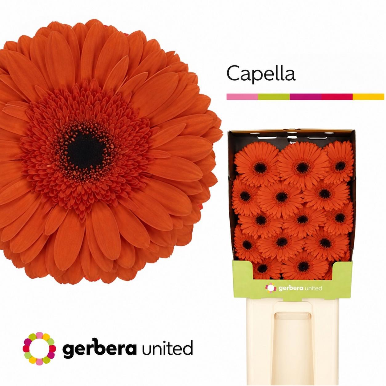 15x Gerb.capella 70cm