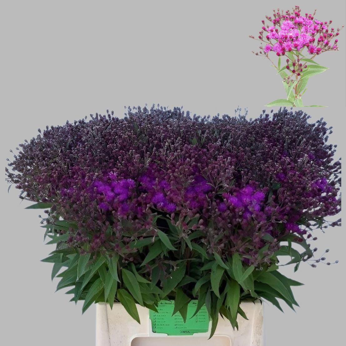 10x Vernonia crinita 70cm