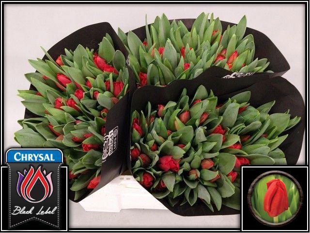 50x Tulipa escape en 40cm