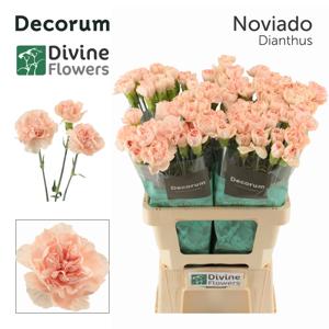 20x Dian.st.noviado 60cm