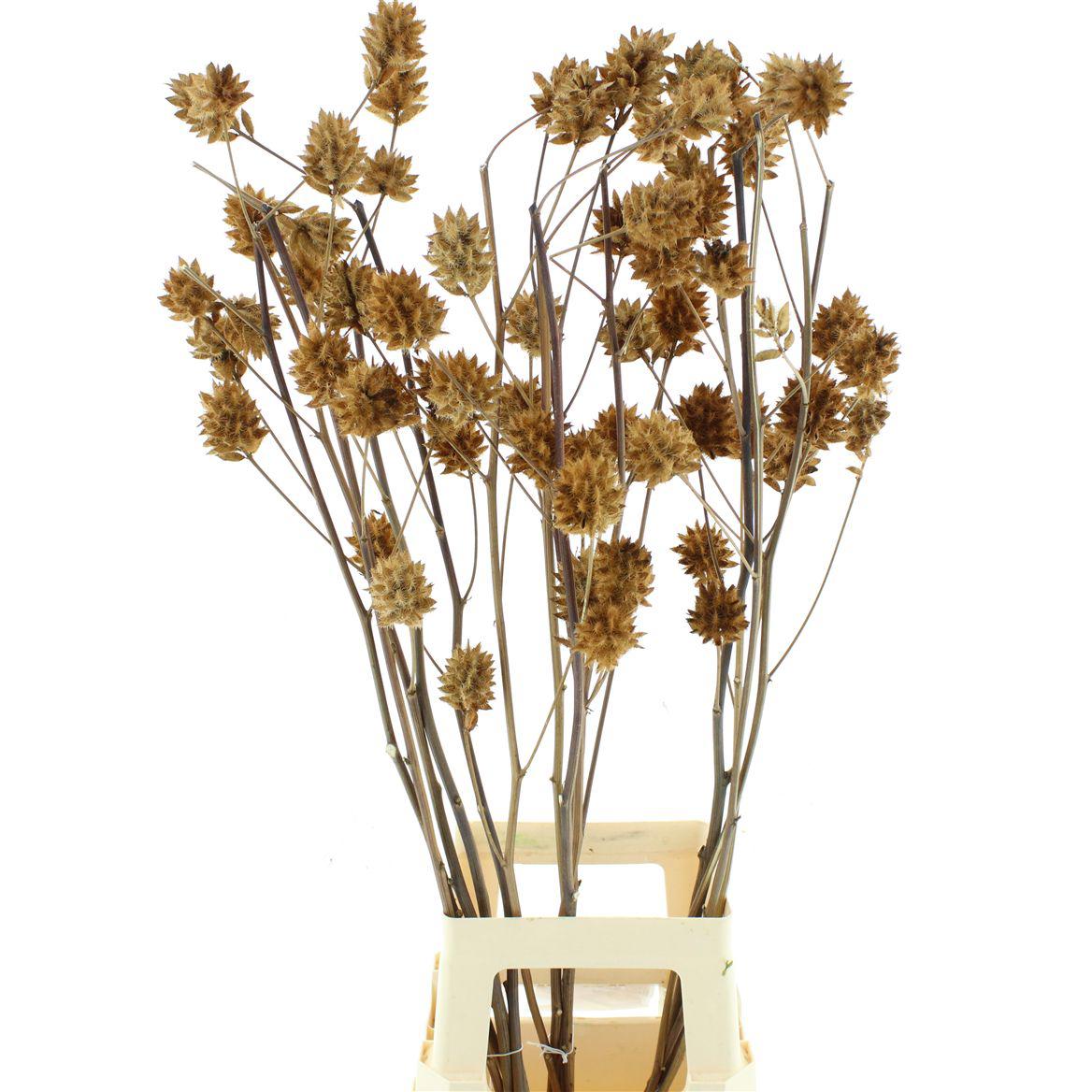 15x Glycyrrhiza yunnanensis 80cm