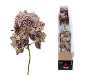 4x Vanda sun.ocelot sangria 20cm