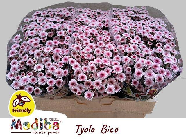 25x Chrysant san.madiba tyolo bico 50cm