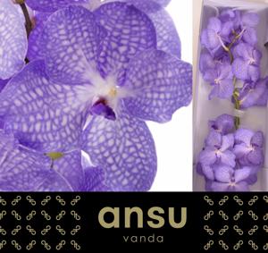16x Vanda kan.angelite 30cm