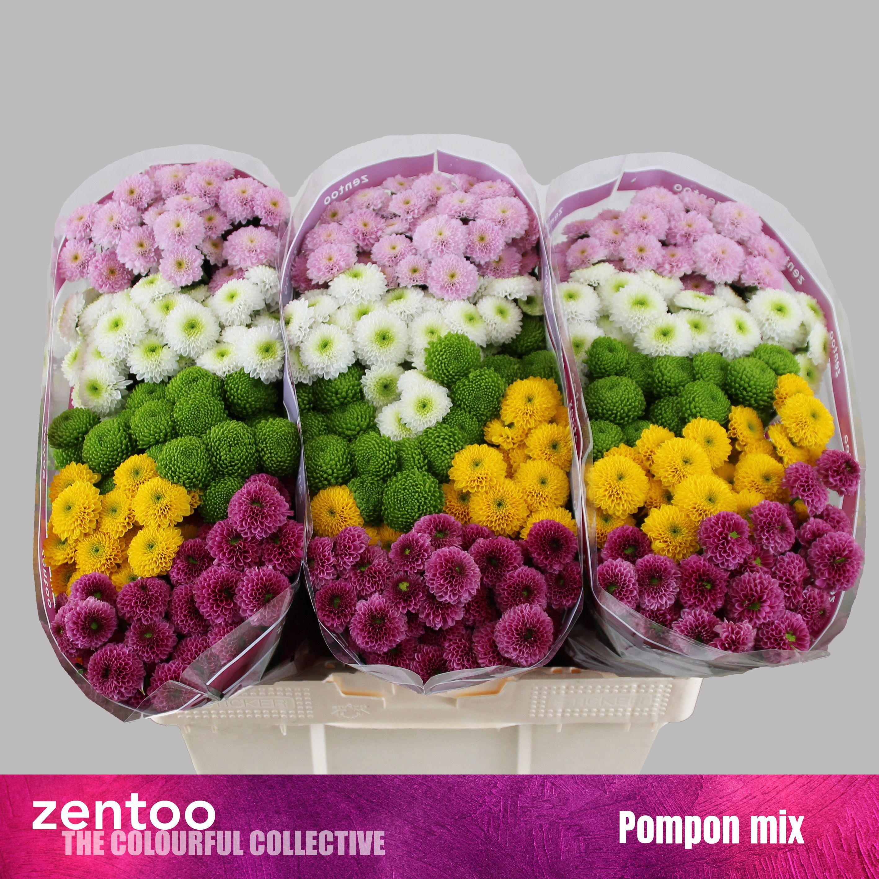 25x Chrysant san.mix/pak pompon 5 kleuren 50cm