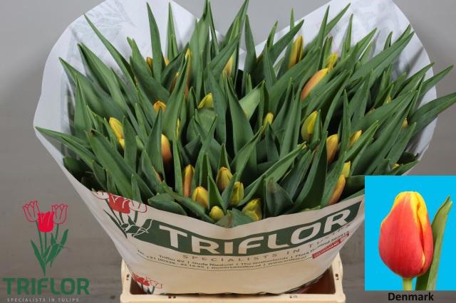 50x Tulipa denmark en 40cm