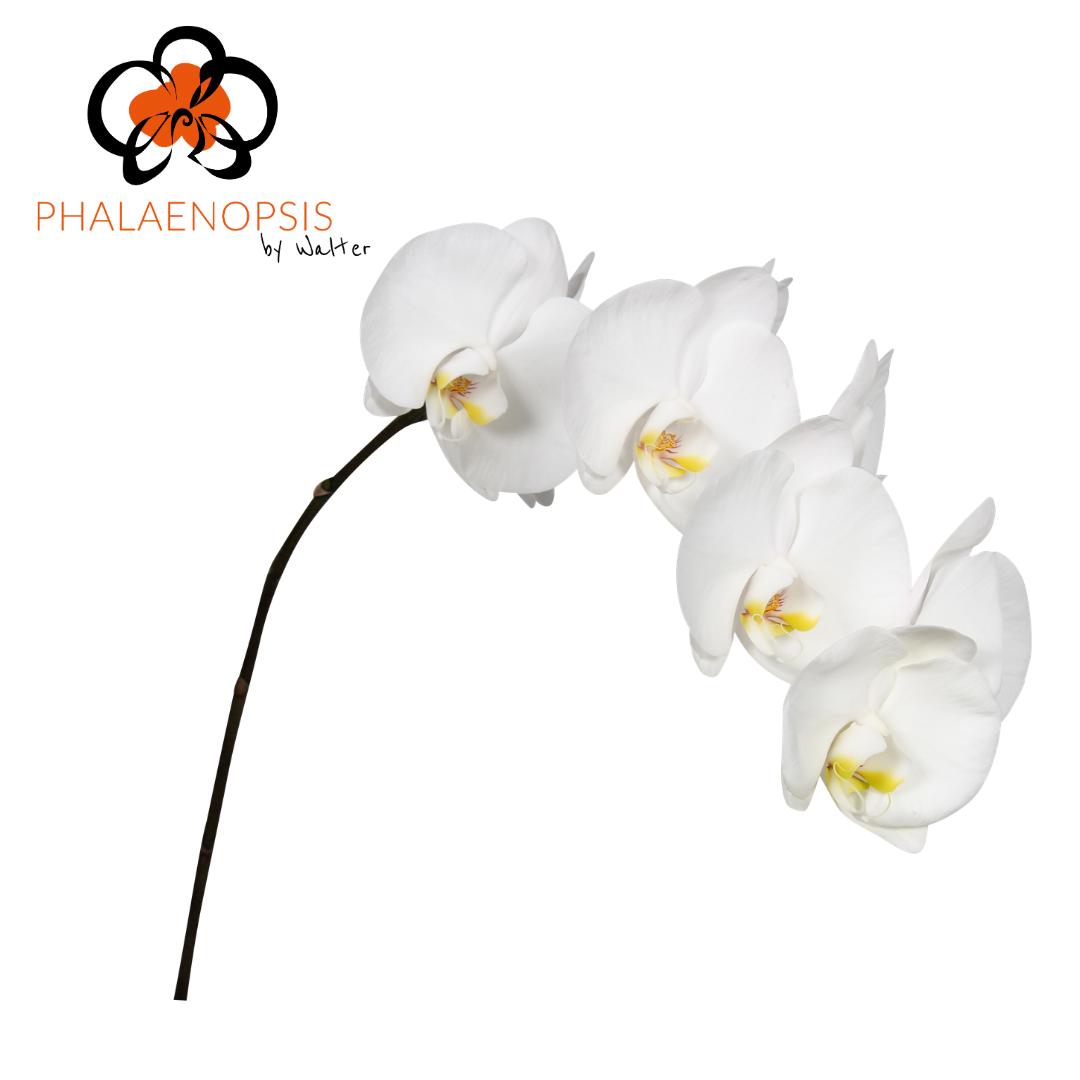 15x Phal.sensation white 60cm