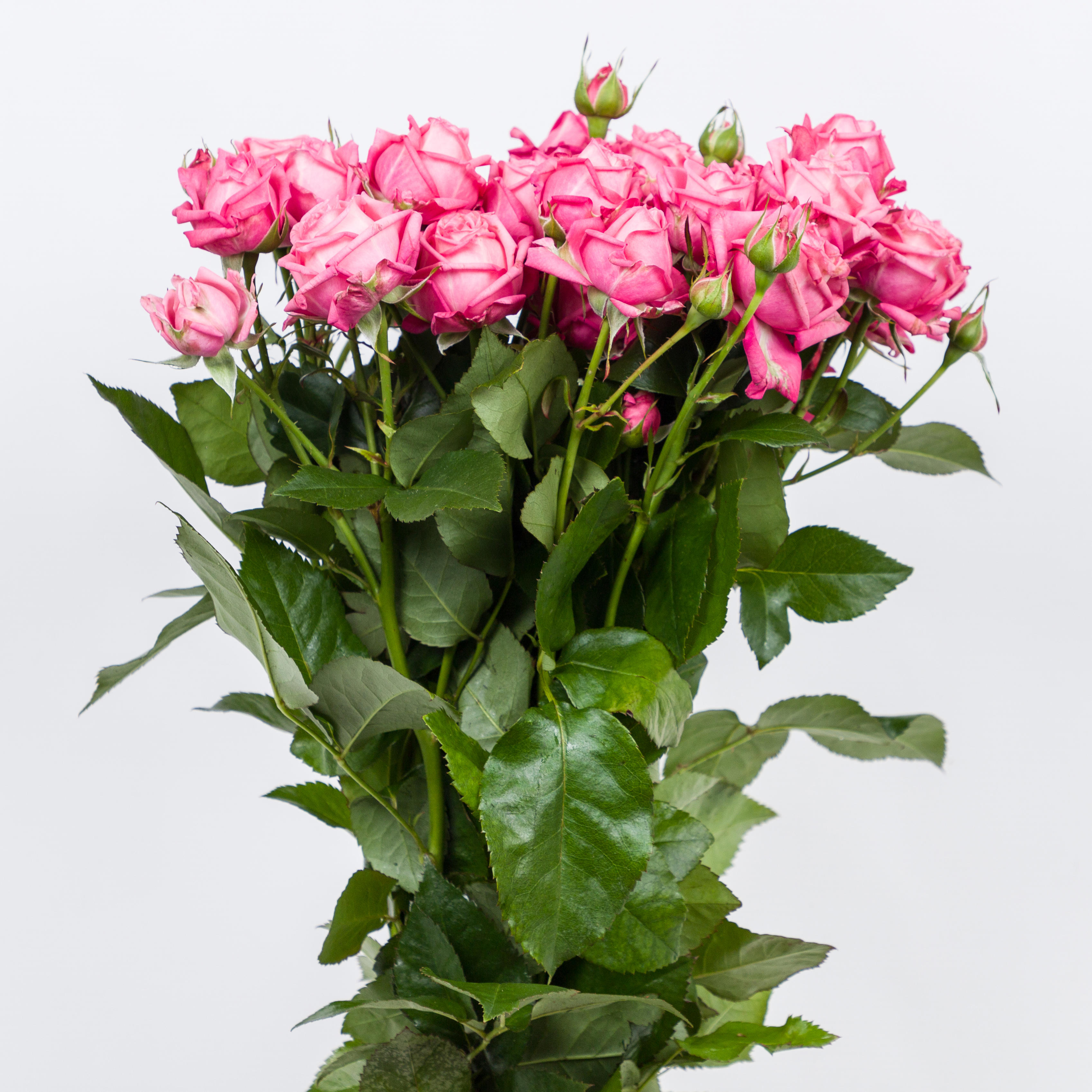 10x Rosa sweet bubbles + 50cm