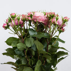 10x Rosa victorian classic@ 50cm
