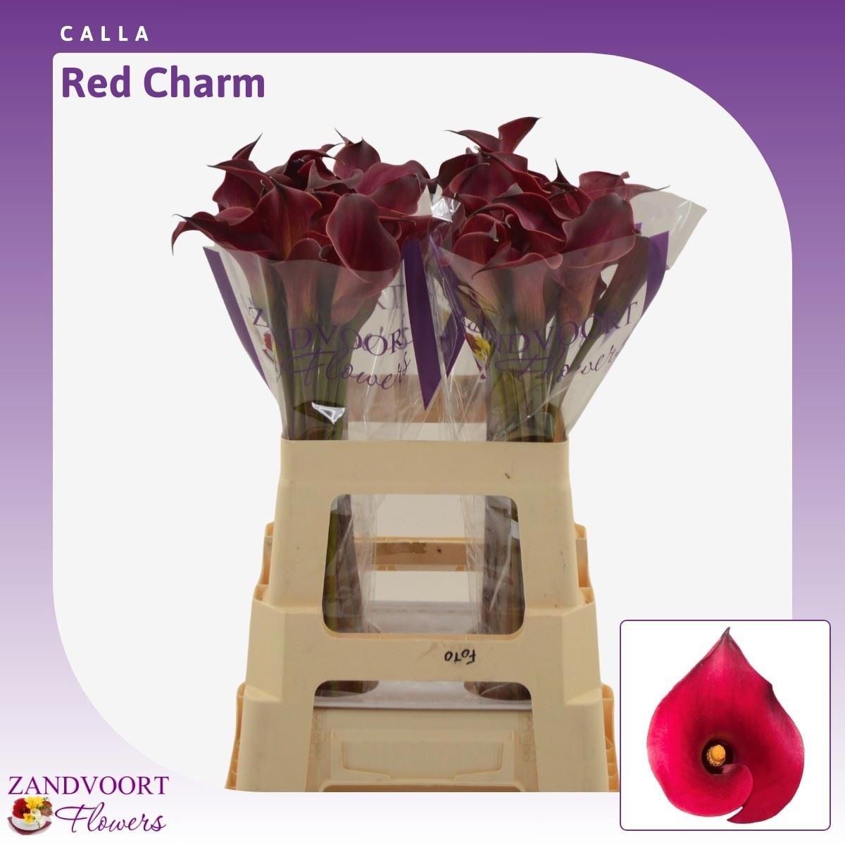 10x Zant.red charm 60cm