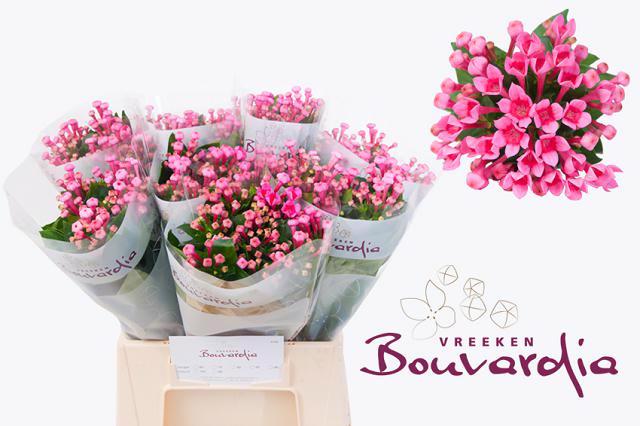10x Bouv.royal roza 40cm