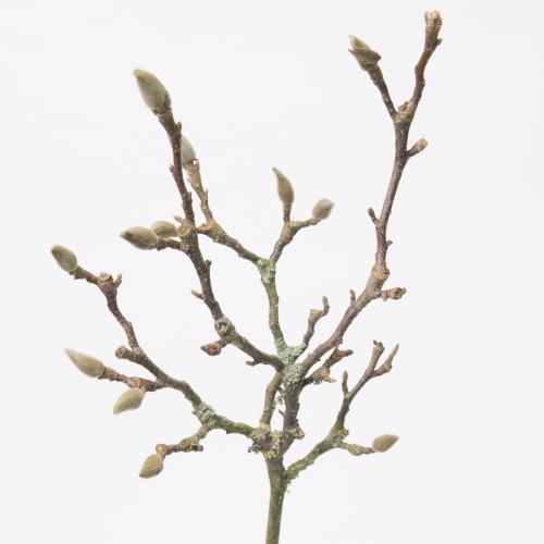 10x Tk magnolia grandiflora 80cm