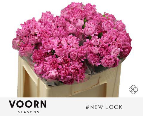 10x Rosa new look 50cm