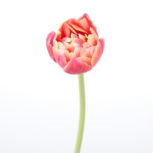 50x Tulipa columbus du 30cm