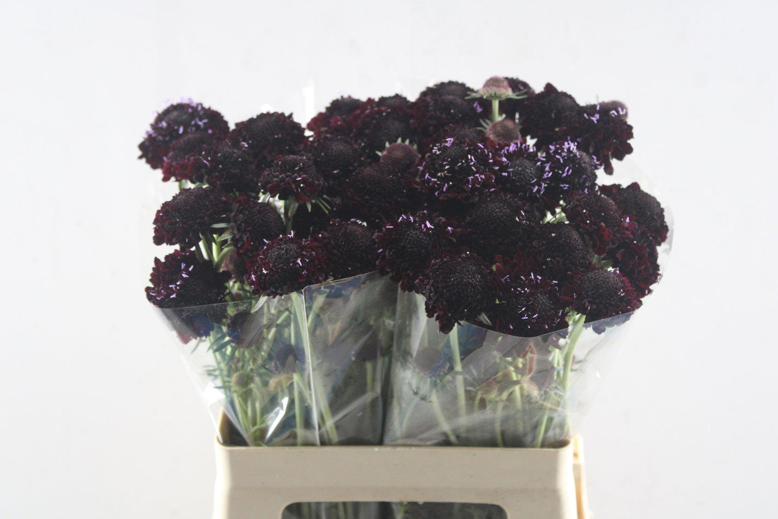 40x Scabiosa blackberry scoop 50cm