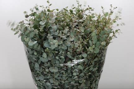 5x Sg eucalyptus gunnii kort 50cm