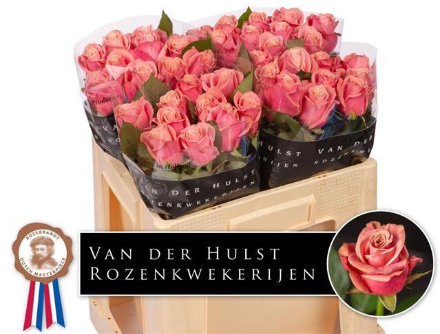 10x Rosa adele 50cm