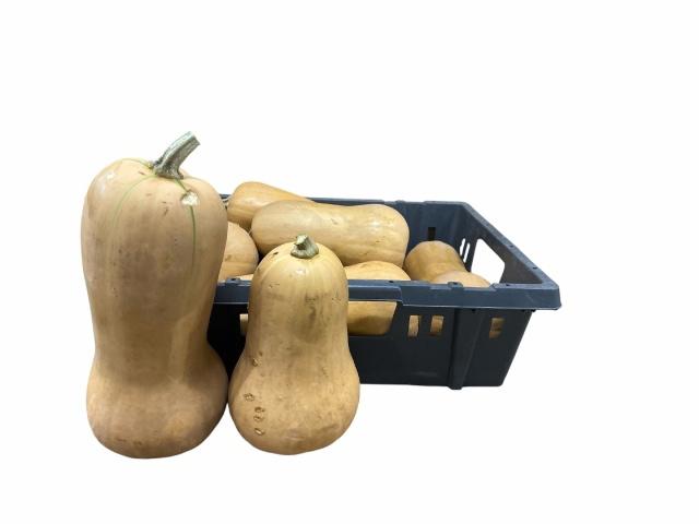 5x Sf cucurbita 10cm